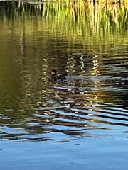 Lophodytes cucullatus