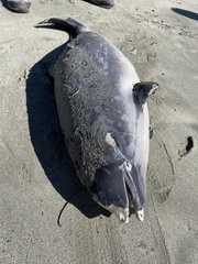 Phocoena phocoena
