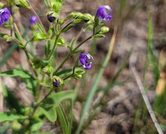 Trichostema dichotomum