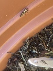 Coleomegilla maculata