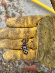 Ammopelmatus