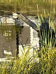 Lophodytes cucullatus