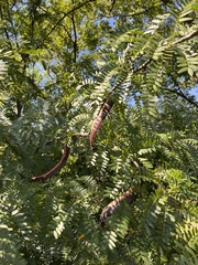 Gleditsia triacanthos inermis