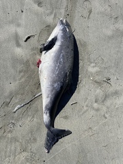 Phocoena phocoena