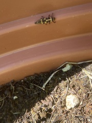 Coleomegilla maculata