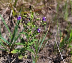 Trichostema dichotomum