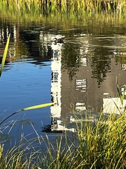 Lophodytes cucullatus