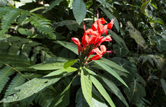 Ruellia humboldtiana