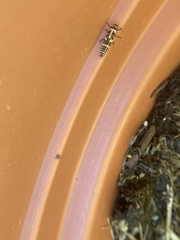 Coleomegilla maculata