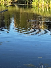 Lophodytes cucullatus