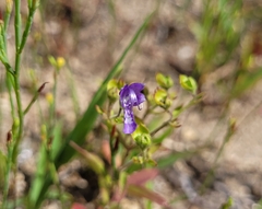 Trichostema dichotomum