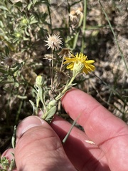 Heterotheca canescens