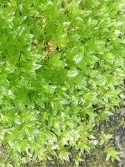 Ptychostomum capillare