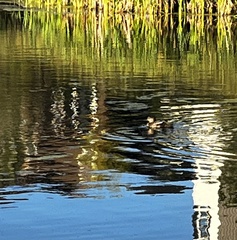 Lophodytes cucullatus