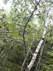 Populus tremuloides