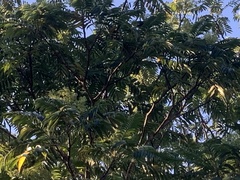 Zanthoxylum ailanthoides