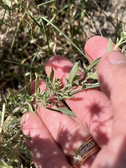 Heterotheca canescens