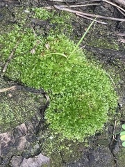 Ptychostomum capillare