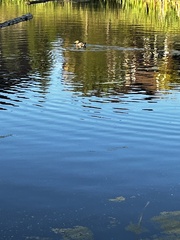 Lophodytes cucullatus