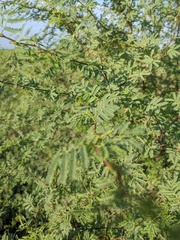 Vachellia farnesiana