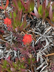 Castilleja affinis affinis