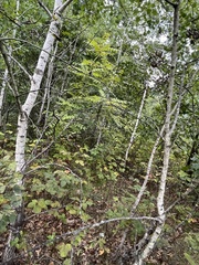 Populus tremuloides