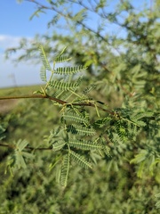 Vachellia farnesiana