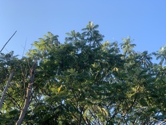 Zanthoxylum ailanthoides