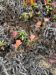 Castilleja affinis affinis