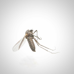 Chironomoidea