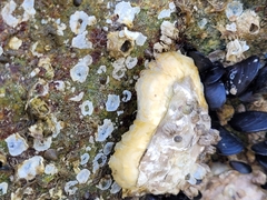 Ostreidae