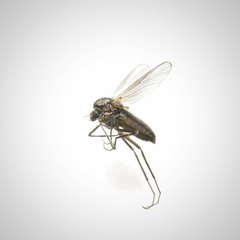 Chironomoidea