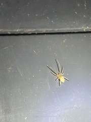 Cheiracanthium mildei