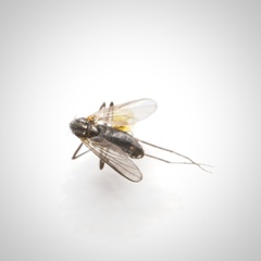 Chironomoidea