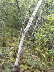 Populus tremuloides