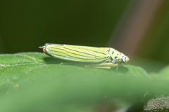 Graphocephala atropunctata