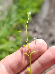 Myosotis cespitosa