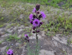 Liatris novae-angliae