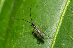 Hymenoptera