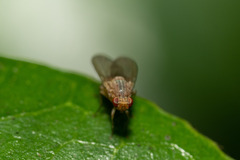 Acalyptratae