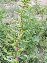 Amaranthus hybridus