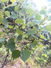 Populus tremuloides