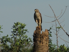 Buteo lineatus