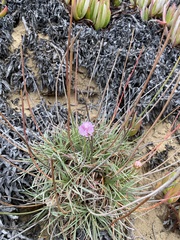 Armeria maritima californica