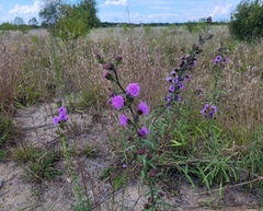 Liatris novae-angliae