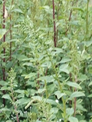 Amaranthus hybridus