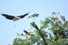 Mycteria leucocephala