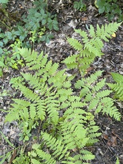 Pteridium aquilinum latiusculum
