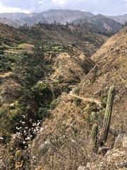 Haageocereus acranthus