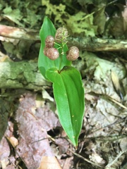 Maianthemum canadense
